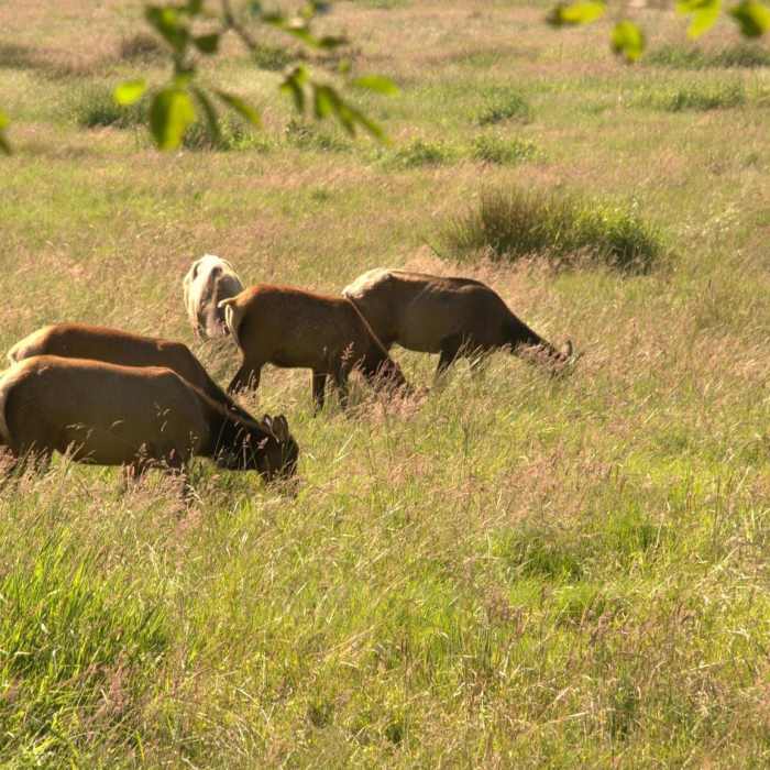Near Cathedral Trees Trail