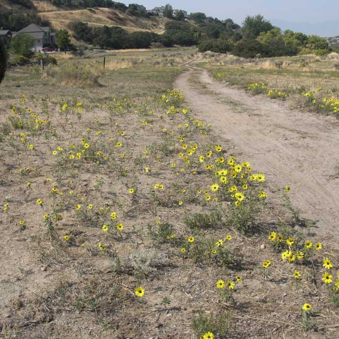 Near Centennial Loop Trail