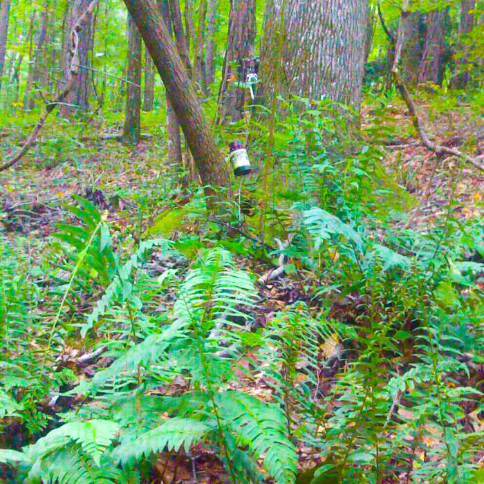The trails are filled with geocaches. Near Swayback Bridge Trail