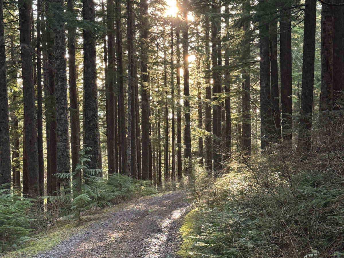 Newaukum Lake Road - FS 7100115 photo 4