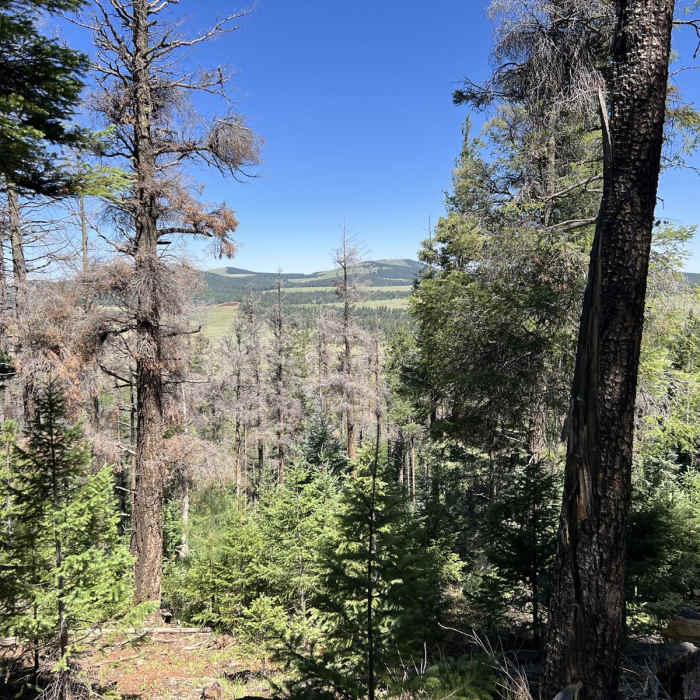 Near Viewpoint Trail