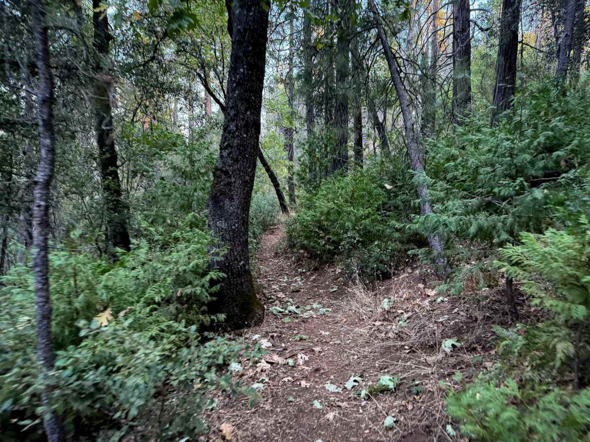 16EV249  trail photo