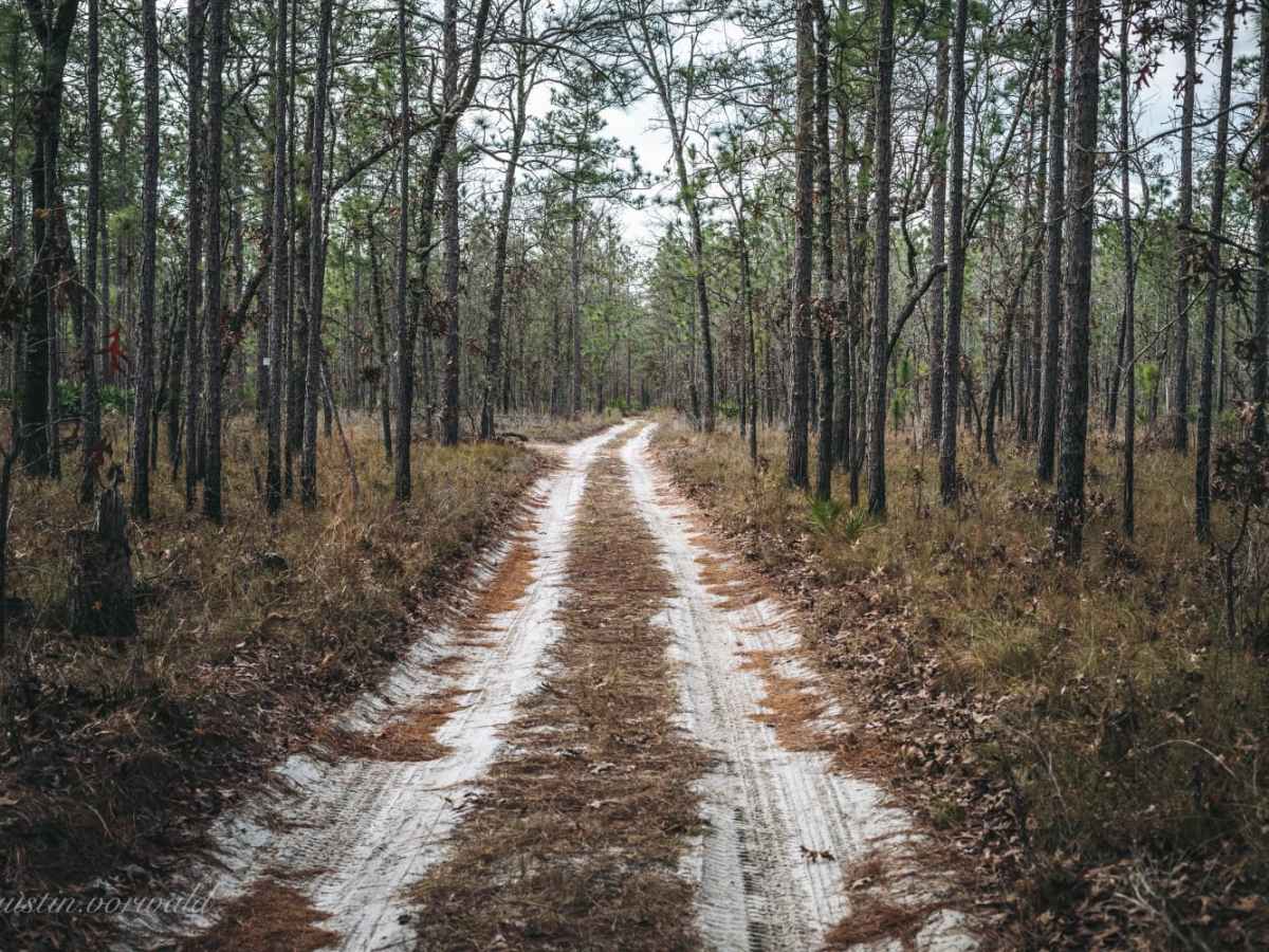 Rattlesnake Road - Jennings State Forest trail photo