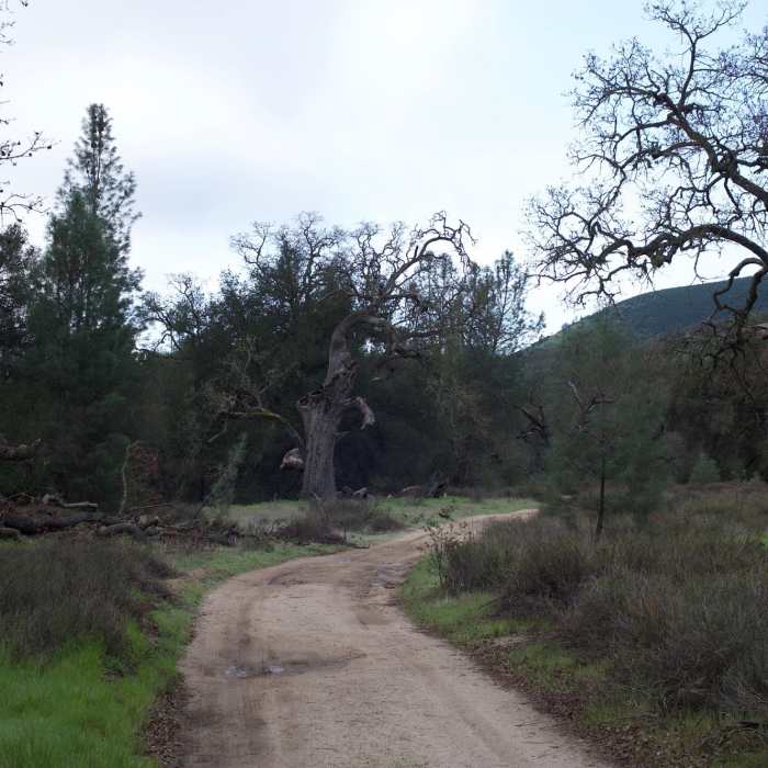 Near South Wilderness Trail