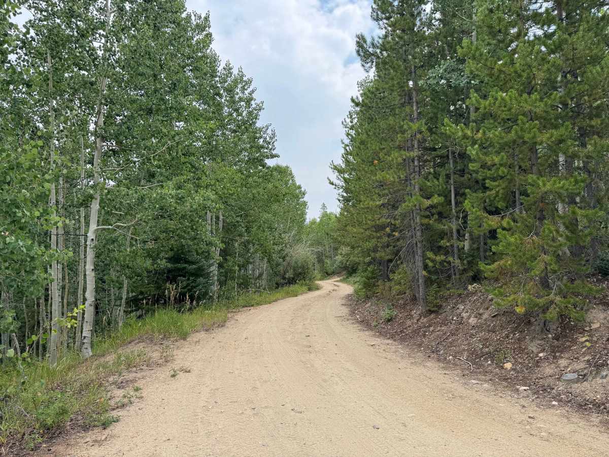 Wapiti Road - FS 441 photo 6