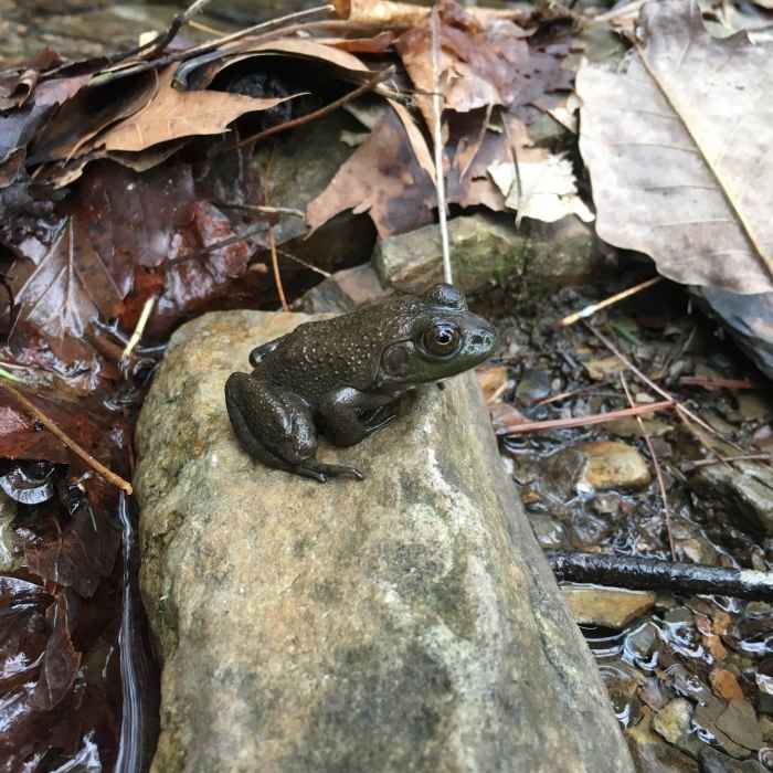 Near Piney River Pocket Wilderness