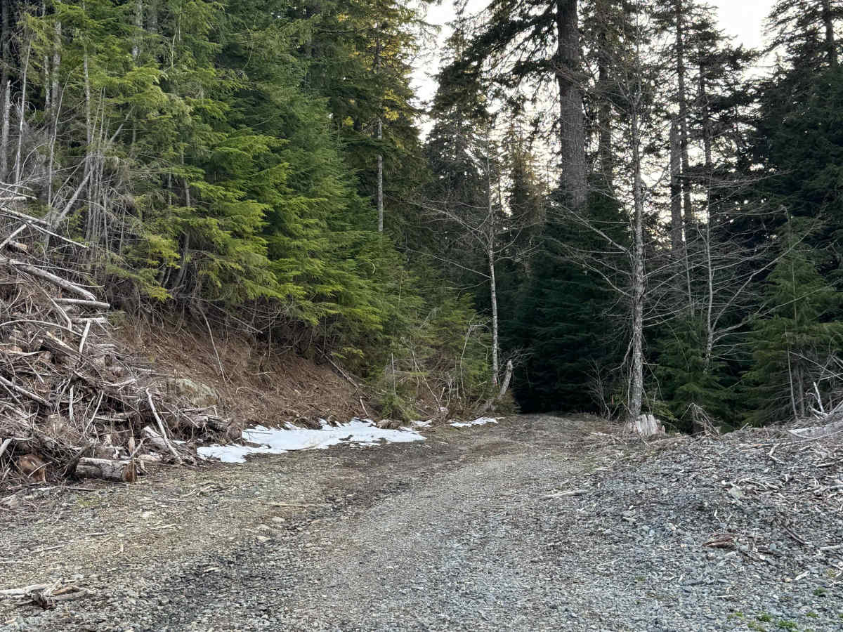Newaukum Lake Road - FS 7100115 trail photo
