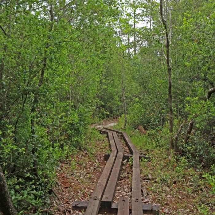 Near Florida National Scenic Trail
