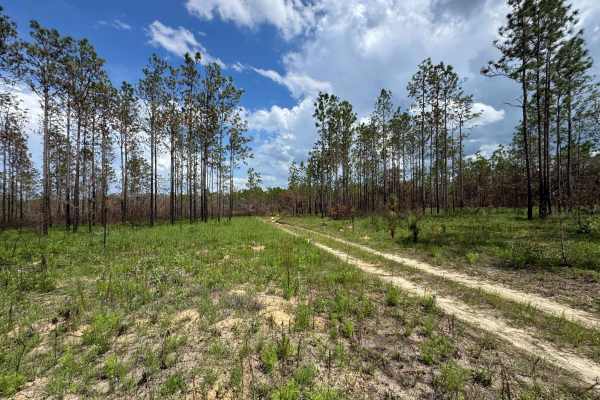 Trail 10A - Citrus WMA