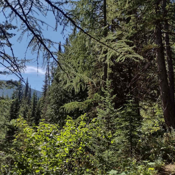 Nice views of nearby mountains come into view through the trees as Bottleneck Lake Trail climbs. Near Bottleneck Lake Out-and-Back