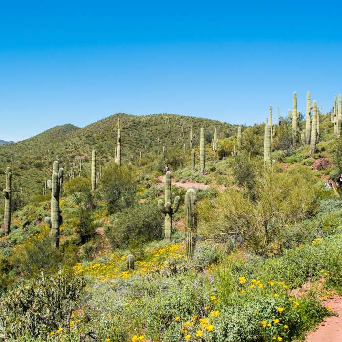 Near Pipeline Canyon Trail