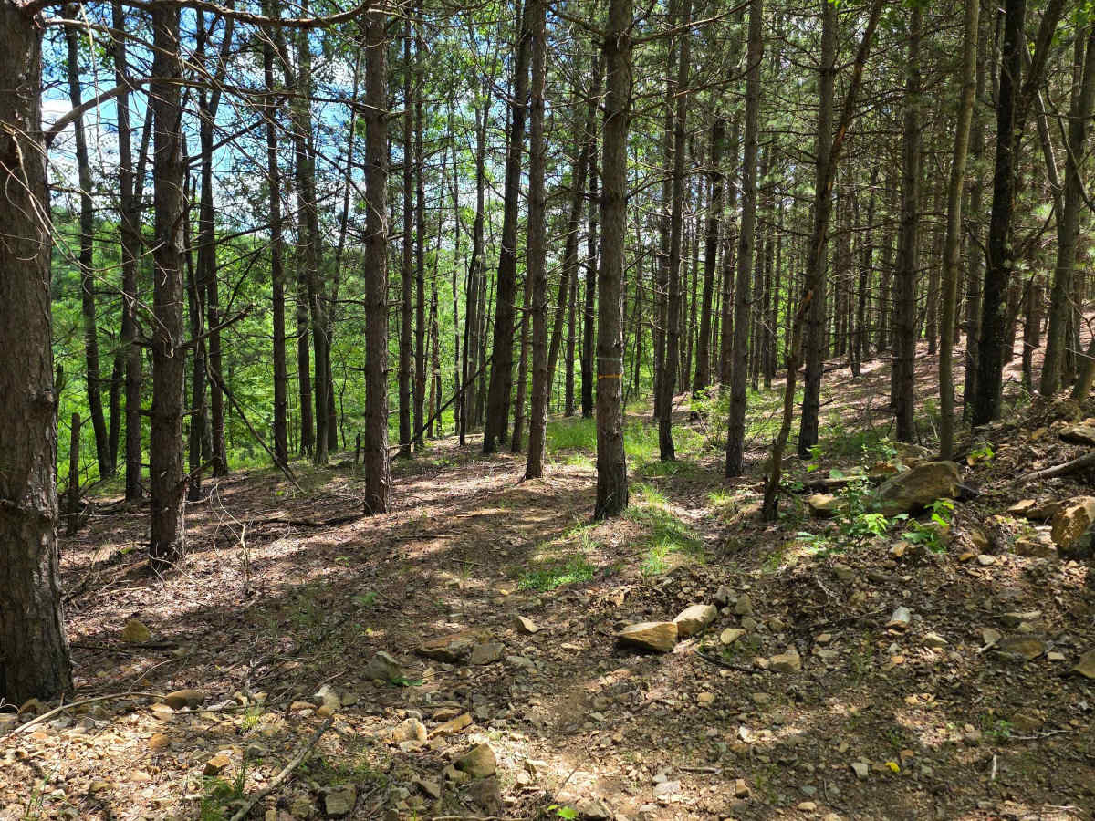 Single Track RR trail photo