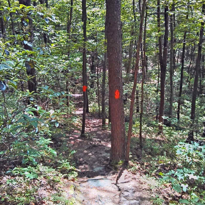 Near Gahuti Backcountry Trail