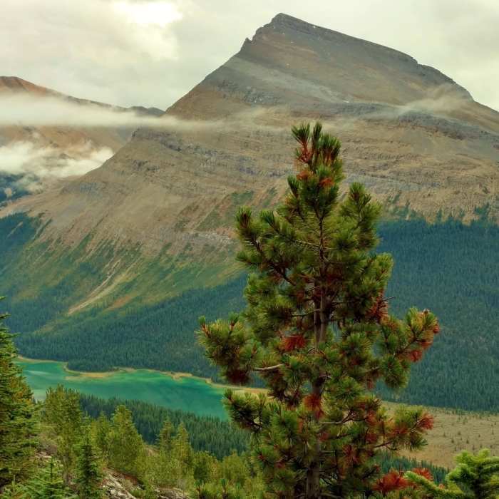 Near Mumm Basin Route