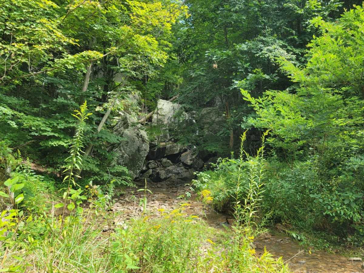 88 - Bearwallow Branch photo 6