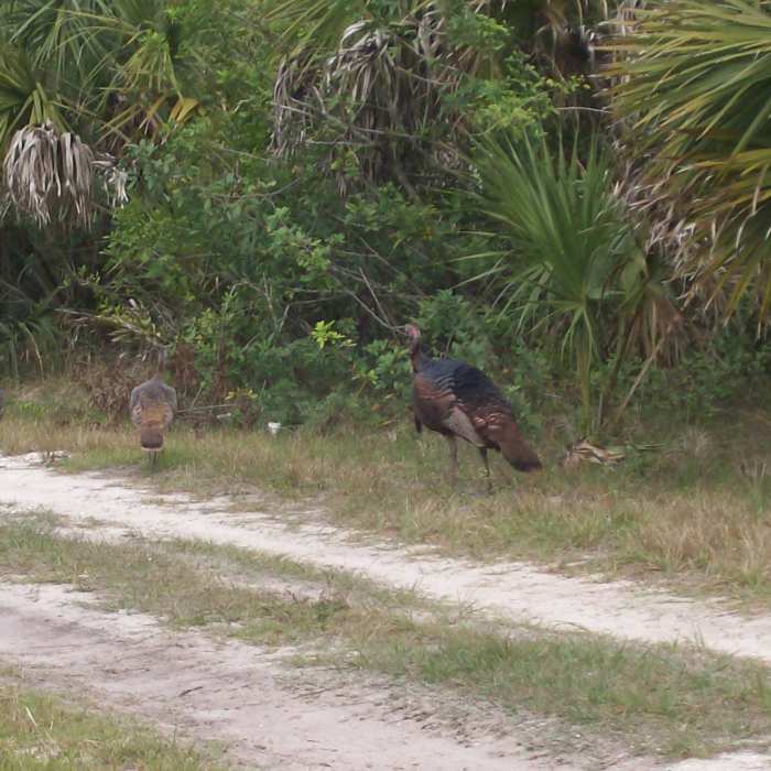 Wild turkeys strolling along the main road. Near Rivers Road