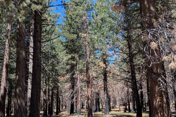 Forest Service Road 3S104