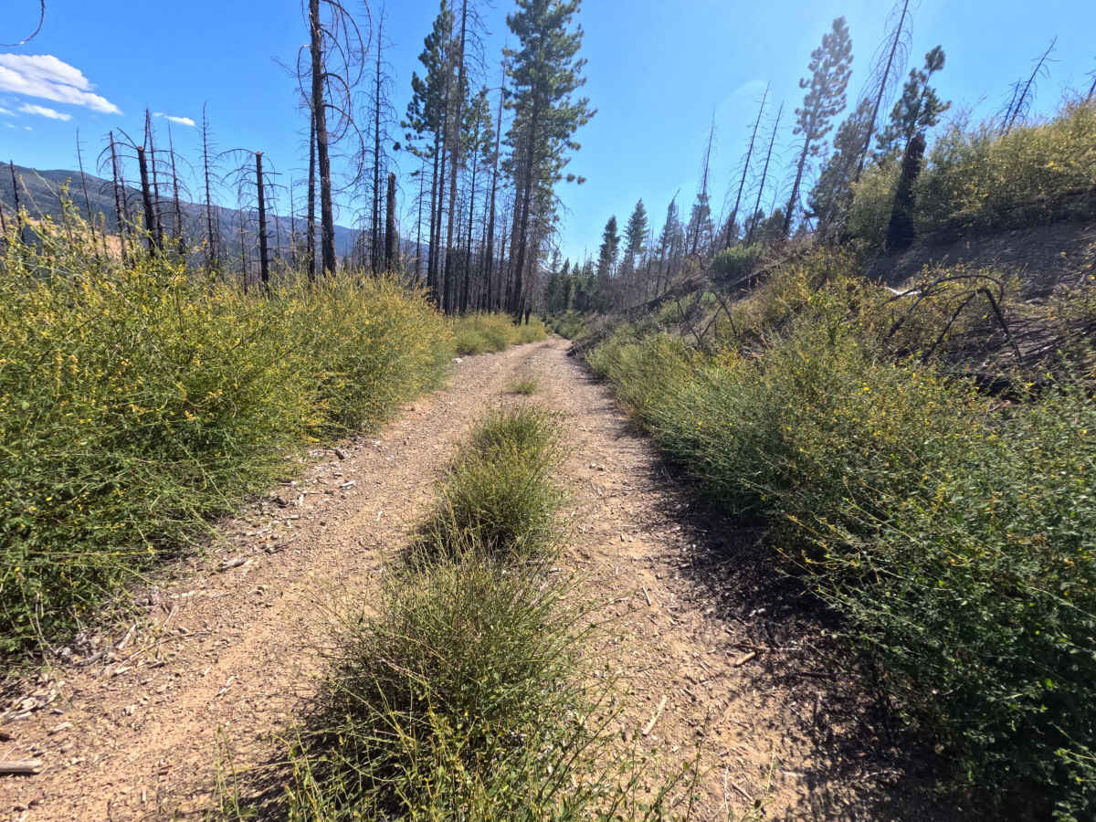 Kenny Ridge - FS 23N26 trail photo