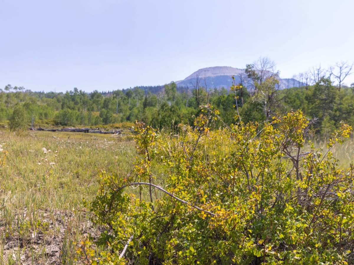 Pinchot to Cowboy Camp Trail photo 3