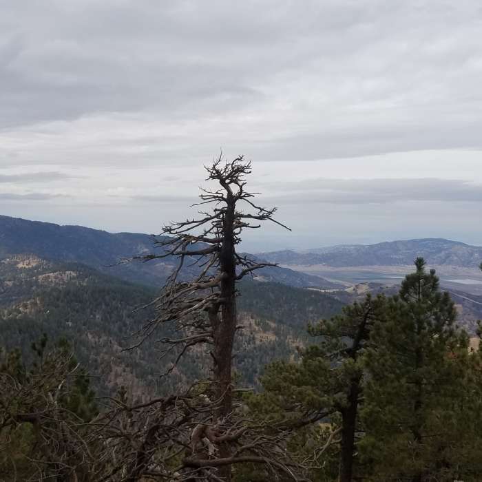 Near Tehachapi Mountain Trail