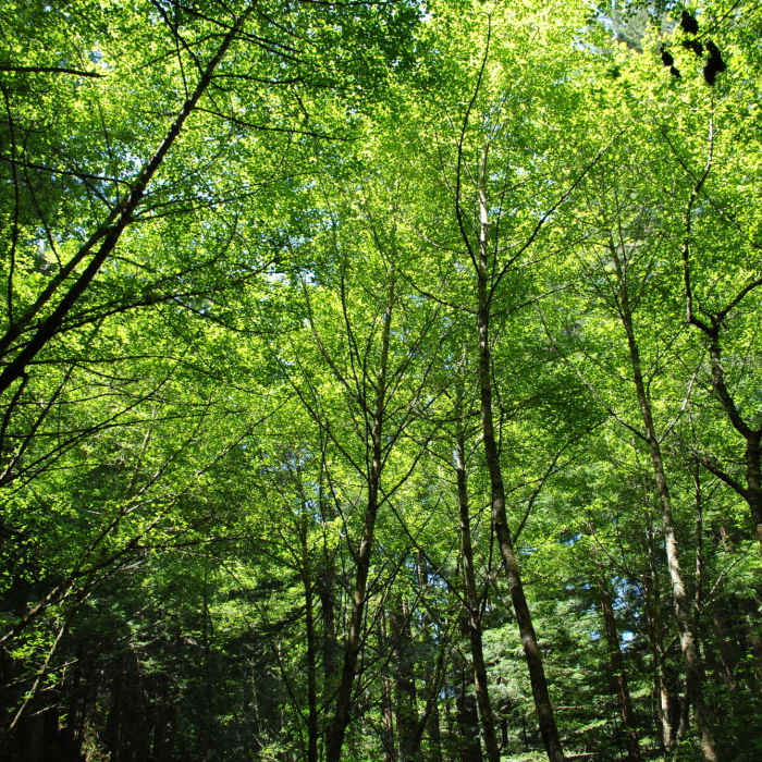 Alders on Whittemore Gulch Trail Near Whittemore Gulch Trail