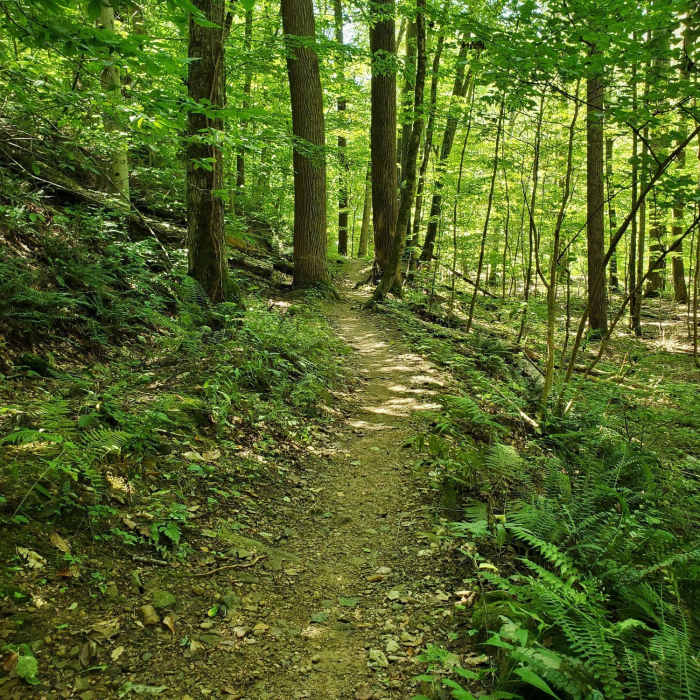 Near Sober's Run Loop Trail