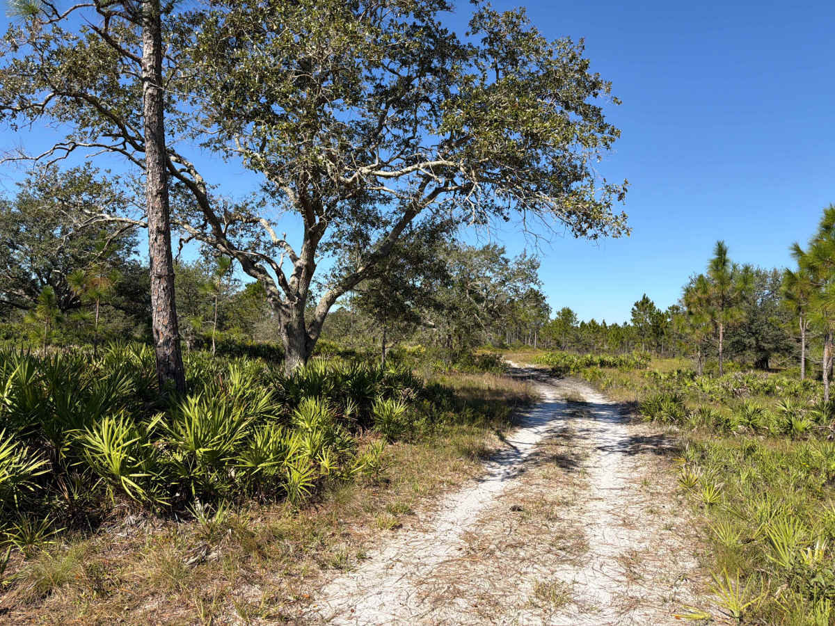 Road 15 - Three Lakes WMA trail photo