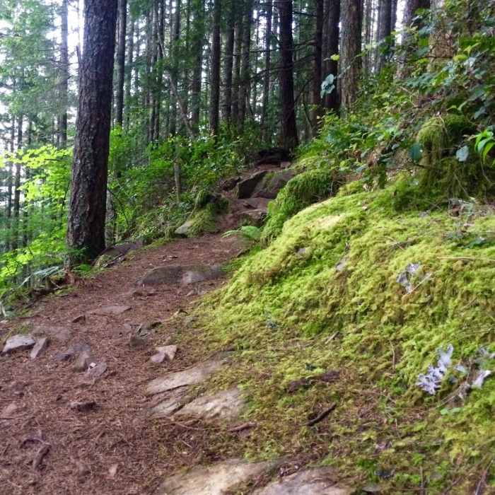 Near Talus Loop Trail