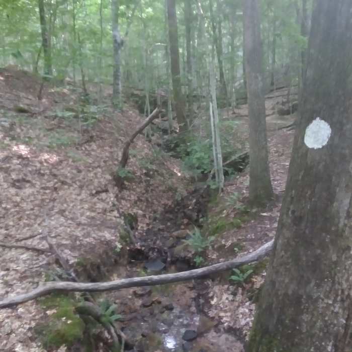 Near Falls Lake Trail - Section 1