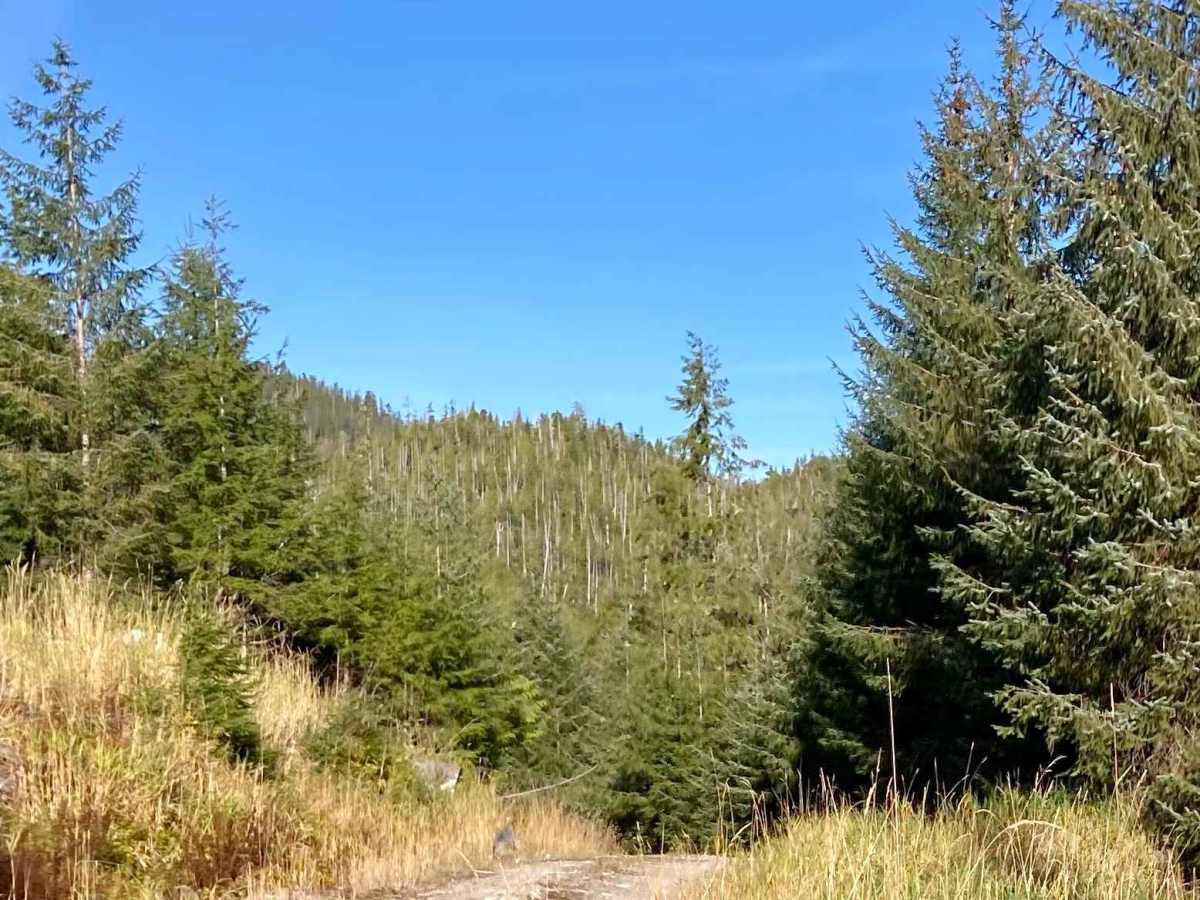 Rock Pit Road - FS 2059000 trail photo