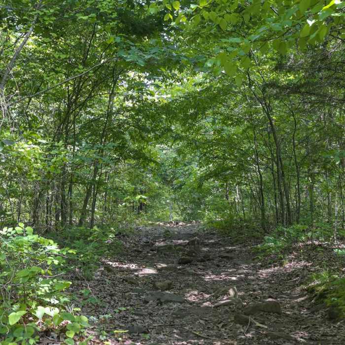 Near Moonshiners Cave Trail