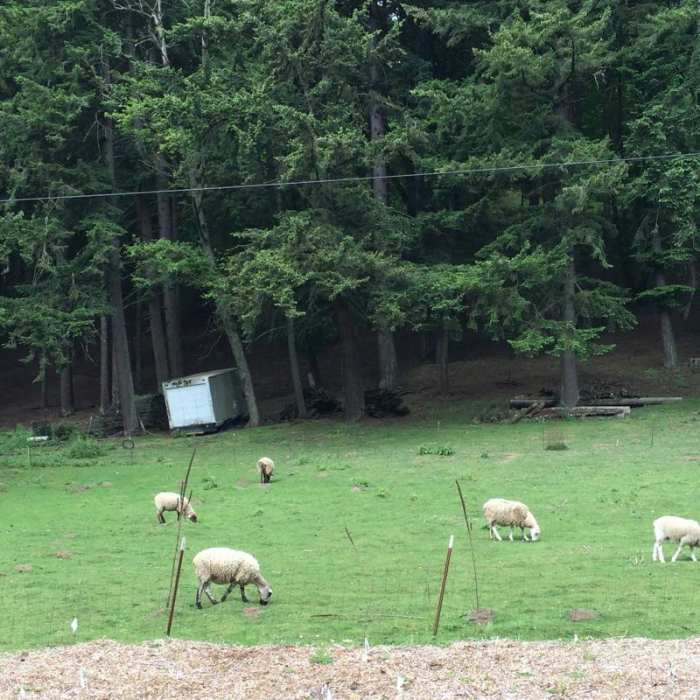 Near Springwater Corridor