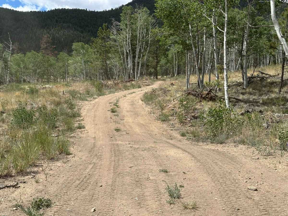 Wedge Road trail photo