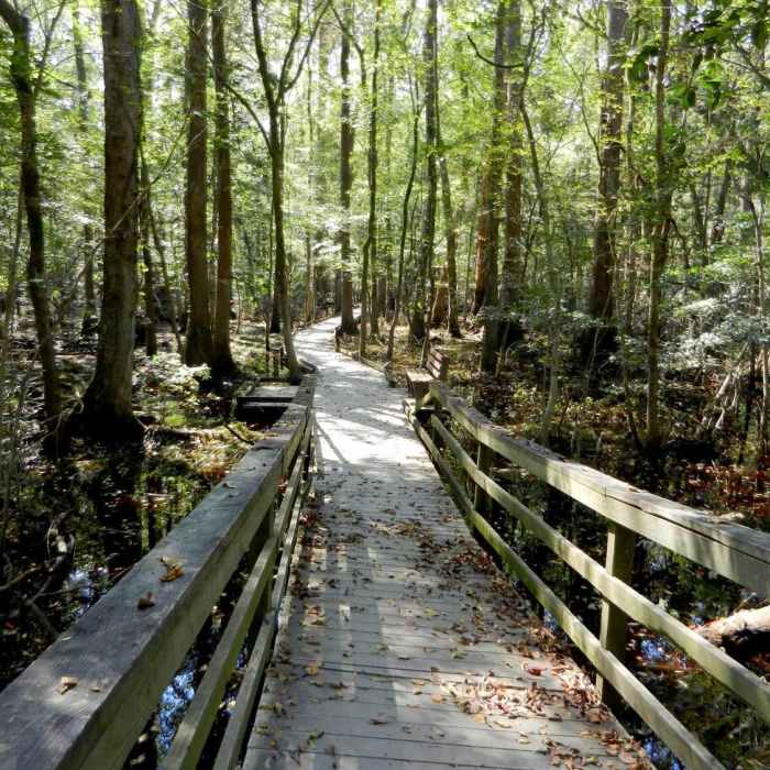 Near Boardwalk Loop Trail