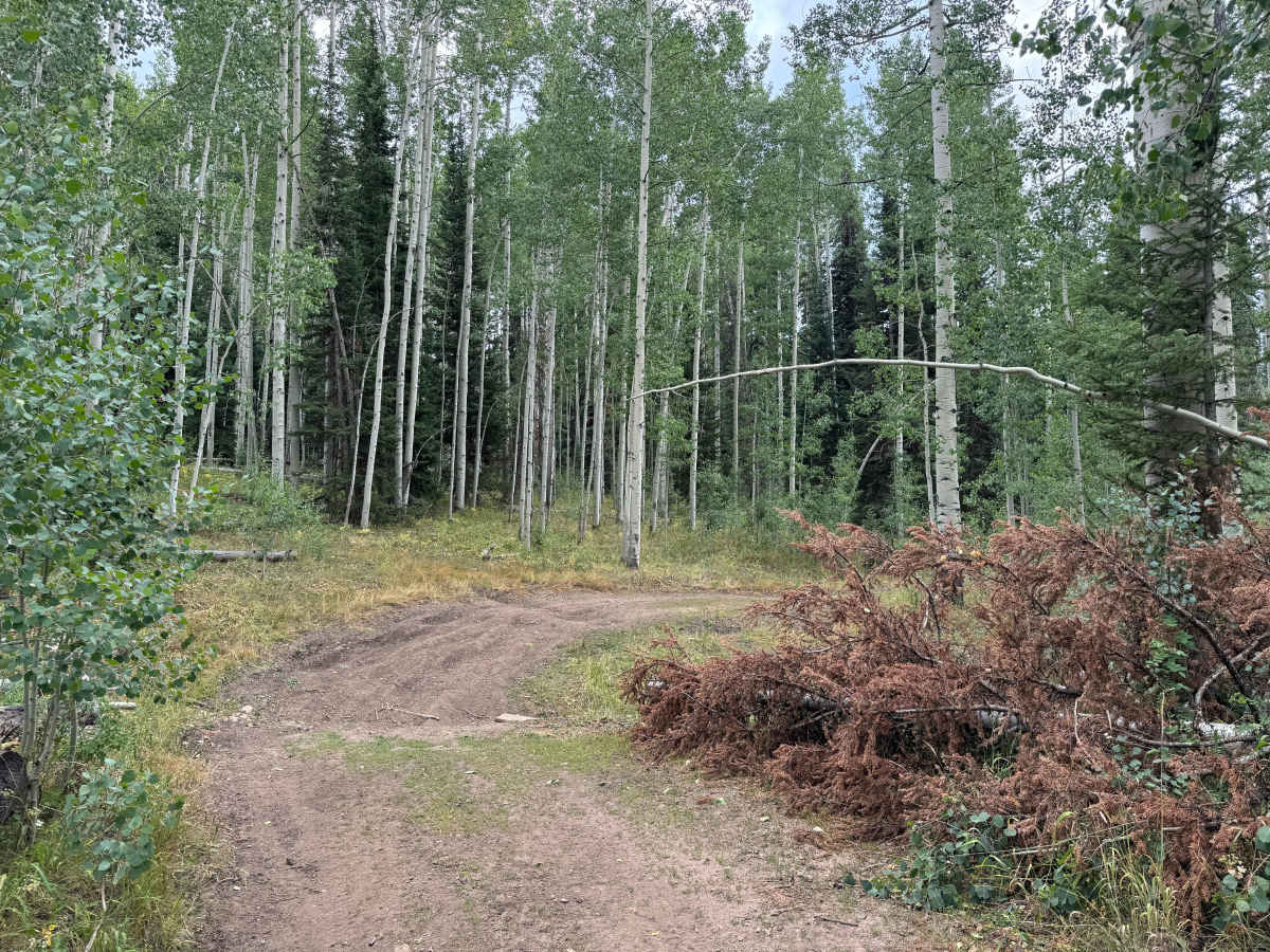 Upper Mill Creek Road - FS 468 photo 3