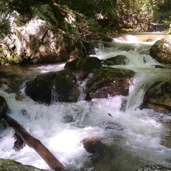 Near Rocky Fork Trail