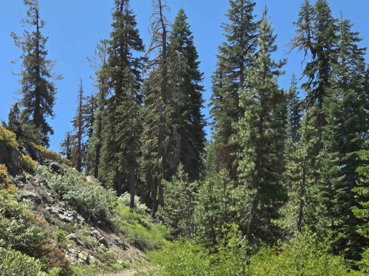 Perazzo Meadows photo 5