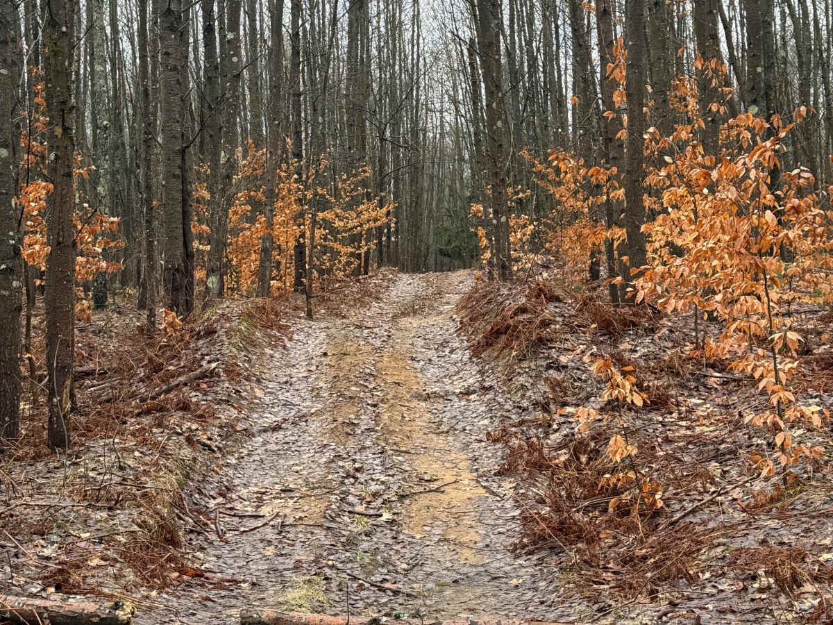 NFS 5316 trail photo