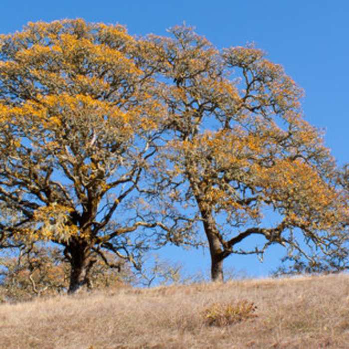 Near North Ridge Trail