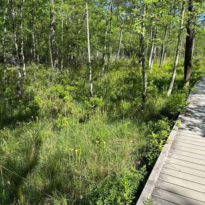 Near Pitcher Plant Trail