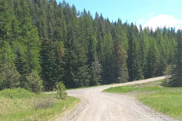 Cow Camp - NF3111