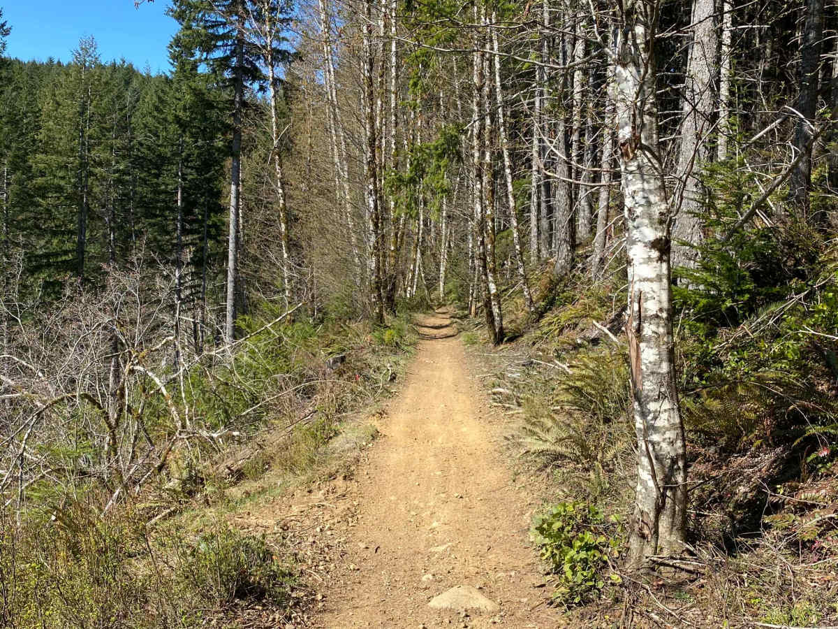 Trail 45 Log Jam - Leg 2 photo 5