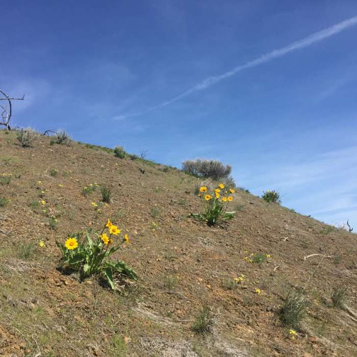 Near Umtanum Ridge Crest Trail