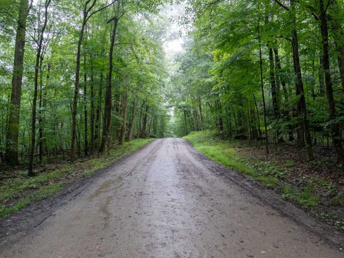 Little Rock City Forest Road photo 3