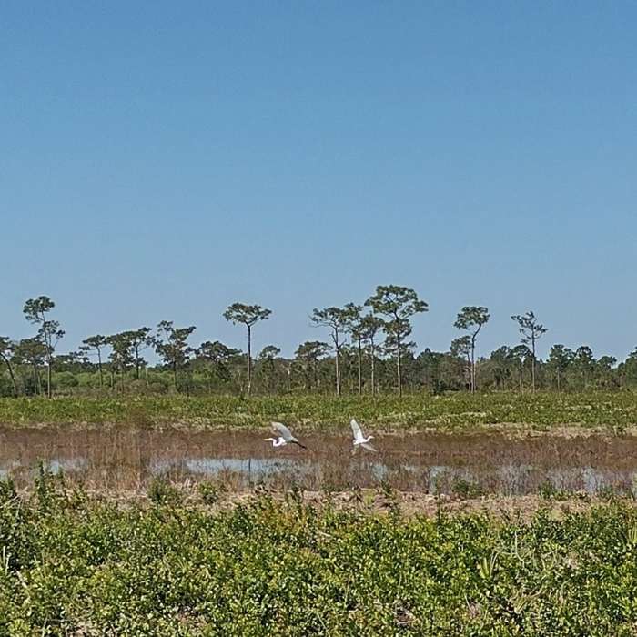 Great egrets along Blue Trail in St. Sebastion River Preserve State Park. Near Blue Trail Hike
