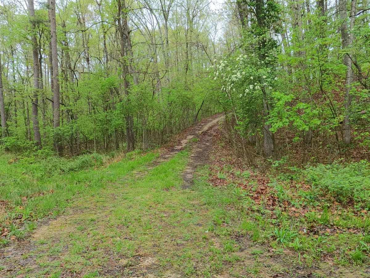 Rocky Top - FS 2663 photo 6