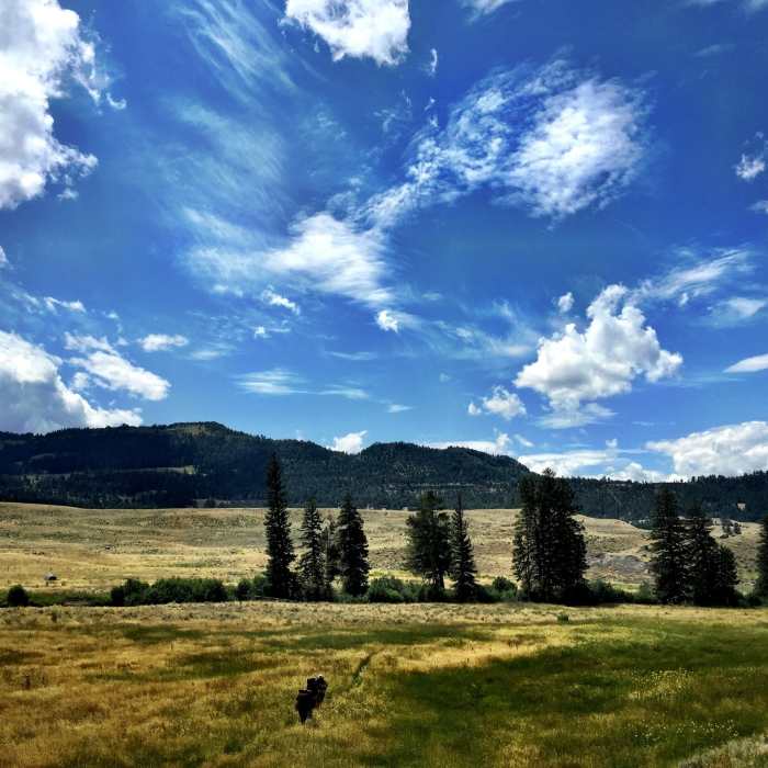 Near Hellroaring Creek Trail