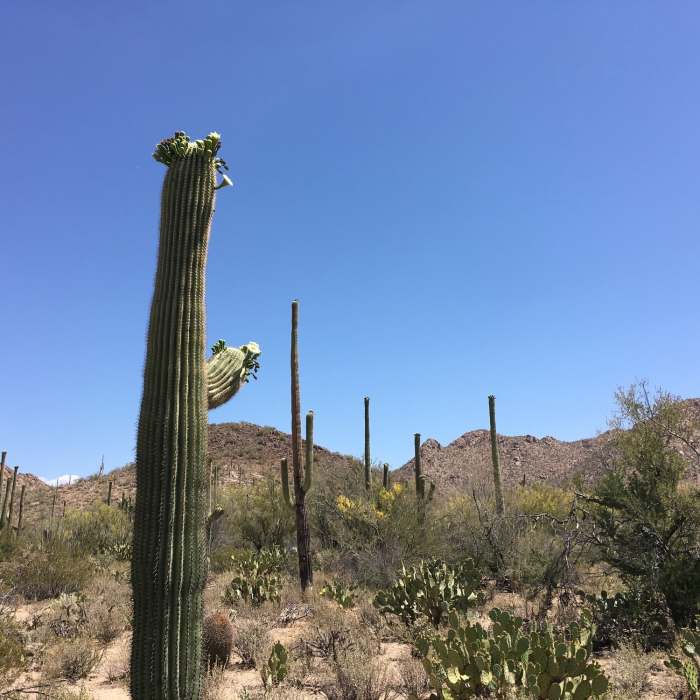 Near Desert Discovery Nature Trail