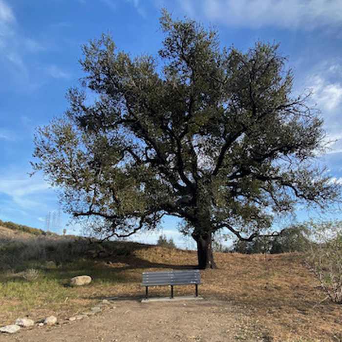 Near Harmon Canyon Loop