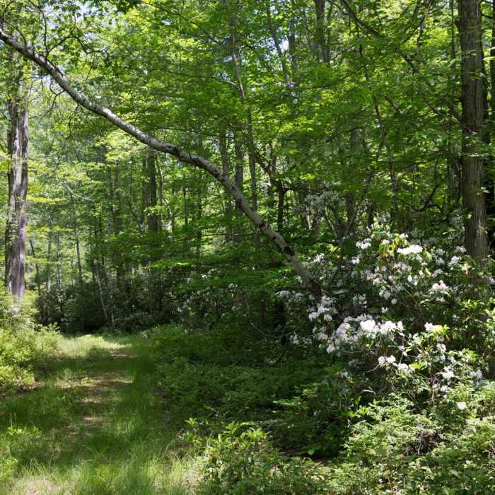 Near Fourth Run, Stage and Park Road Loop Near Fourth Run, Stage and Park Road Loop